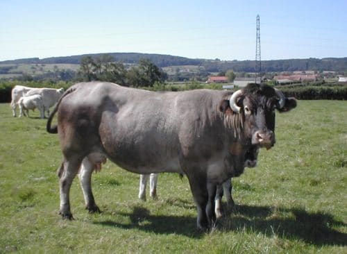 世界一大きい牛 世界最大の牛 11種類の注目すべき大型品種 世界雑学ノート