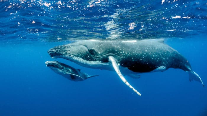 クジラの寿命 シャチやシロナガスクジラなど各種類の寿命一覧付き 世界雑学ノート