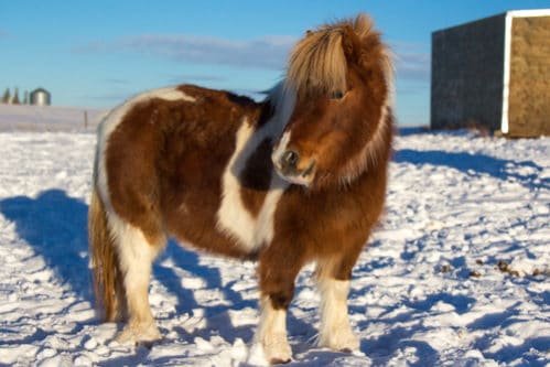 世界一小さい馬 世界最小の馬 5種類のとても小さな馬達 世界雑学ノート