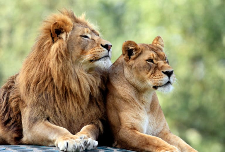 ライオンの寿命 野生化と飼育下の違いやオスとメスの違い 世界雑学ノート