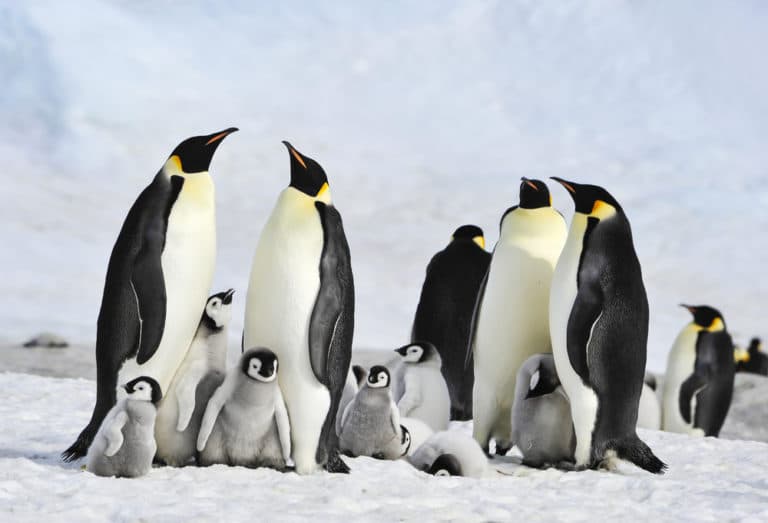 コウテイペンギンの大きさ 身長と体重 皇帝ペンギンは世界一 世界雑学ノート