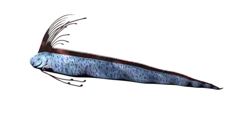 リュウグウノツカイの大きさと長さ 硬骨魚類最大サイズ 世界雑学ノート