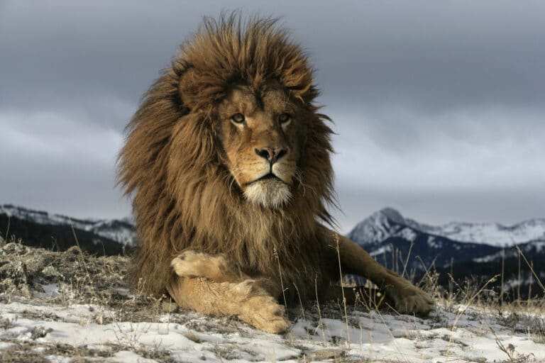 世界一大きいライオン バーバリラインオンの大きさは世界最大 世界雑学ノート