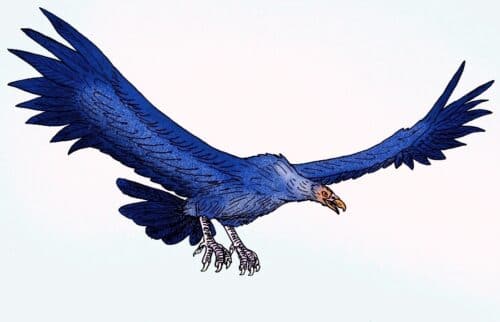 史上最大の鳥 飛べない鳥と飛べる鳥2種類ずつを紹介 世界雑学ノート