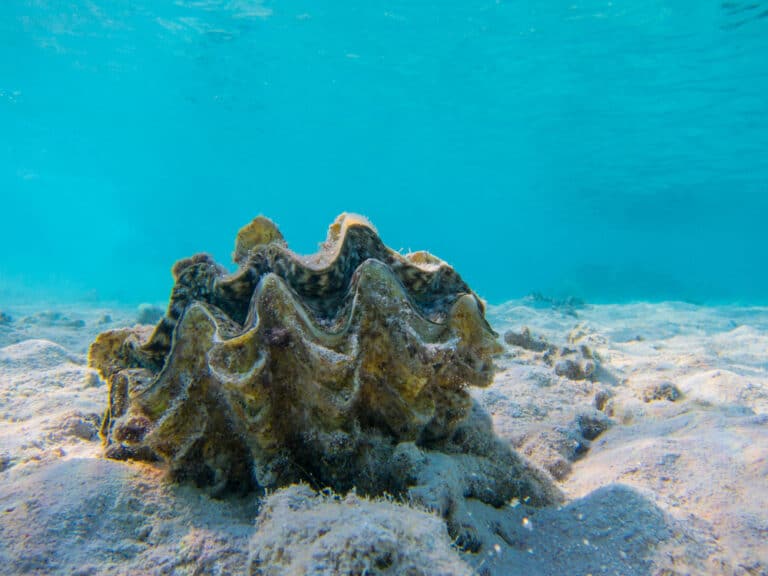世界一大きい貝・世界最大の貝”オオシャコガイ”の大きさ