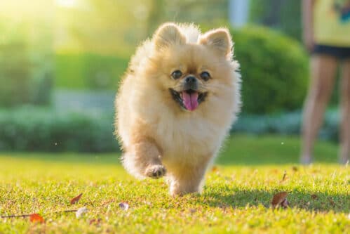 世界一小さい犬 世界最小の犬 個体から5種類の犬種まで 世界雑学ノート