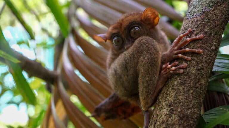 世界で1番小さい猿は何ですか？