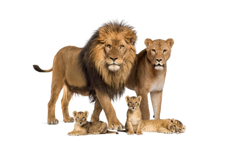 ライオンの大きさ 体長 体重 サイズは亜種によっても異なる 世界雑学ノート